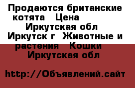 Продаются британские котята › Цена ­ 10 000 - Иркутская обл., Иркутск г. Животные и растения » Кошки   . Иркутская обл.